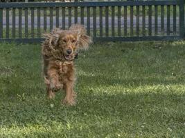 Lycklig valp hund cockerspaniel spaniel i de grön gräs foto