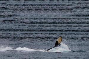 puckelrygg val fena stänk i glaciär bukt alaska foto