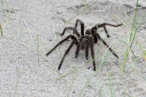 tarantel Spindel stänga på de sand bakgrund foto