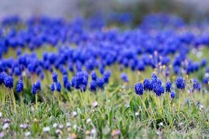 violett blomma makro detalj stänga upp foto