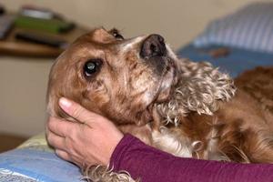 hand smeksam en hund foto