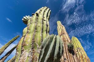 kalifornien jätte öken- kaktus stänga upp foto