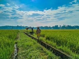indonesiska traditionell ris jordbruk landskap. indonesiska ris fält. ris fält och blå himmel i Indonesien. foto