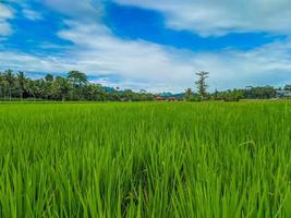 ris fält bruka landskap och skön blå himmel. foto