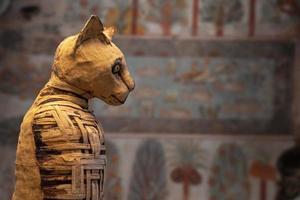 egyptisk mamma katt hittades inuti grav foto