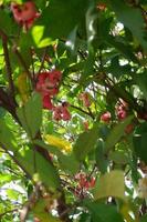 vatten reste sig träd eller syzygium aqueum eller vatten guava foto