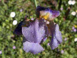 iris blomma stänga upp makro foto