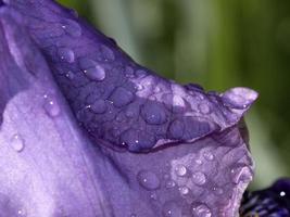 iris blomma stänga upp makro foto