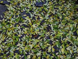 lövverk blad matta i höst foto