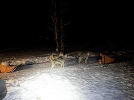 kälke hund i snöig bergen på natt foto