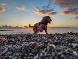 Lycklig hund cockerspaniel spaniel spelar på de strand på solnedgång foto