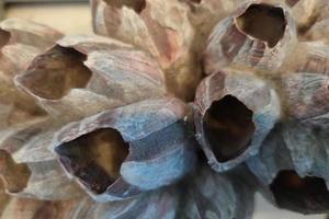 stor bernacles thoracica älskling kräftdjur foto