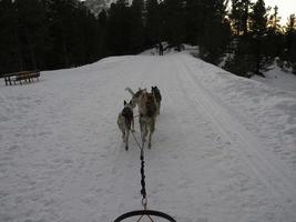 kälke hund i snöig bergen på solnedgång i dolomiter foto