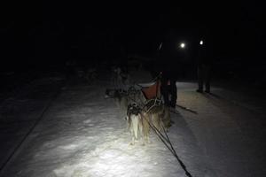 kälke hund i snöig bergen på natt foto