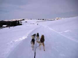 kälke hund i snöig bergen på solnedgång i dolomiter foto