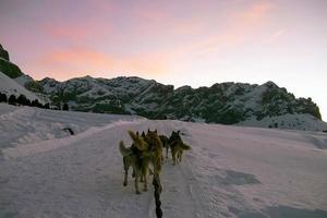 kälke hund i snöig bergen på solnedgång i dolomiter foto