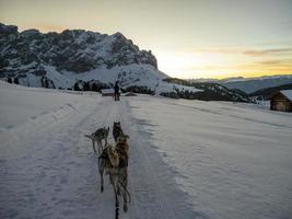 kälke hund i snöig bergen på solnedgång foto