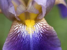 iris blomma stänga upp makro foto