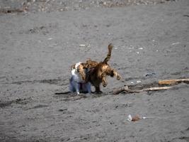 Lycklig hund cockerspaniel spaniel spelar på de strand foto