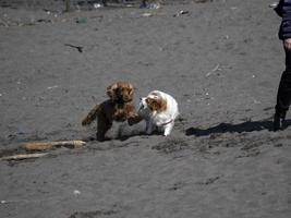 Lycklig hund cockerspaniel spaniel spelar på de strand foto