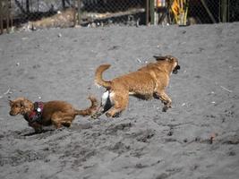 Lycklig hund cockerspaniel spaniel spelar på de strand foto