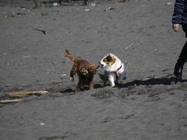 Lycklig hund cockerspaniel spaniel spelar på de strand foto