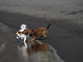 Lycklig hund cockerspaniel spaniel spelar på de strand foto