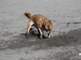 Lycklig hund cockerspaniel spaniel spelar på de strand foto