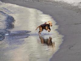 Lycklig hund cockerspaniel spaniel spelar på de strand foto