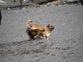 Lycklig hund cockerspaniel spaniel spelar på de strand foto