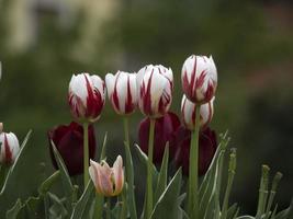 tulpanblommor på nära håll foto