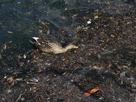 vild Anka simning i plast skräp sopor hav foto