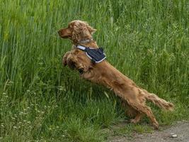 Lycklig valp hund cockerspaniel spaniel i de grön gräs foto