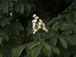 häst kastanj träd blomma detalj foto