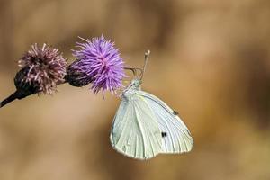 liten flyga på fjäril vinge makro foto