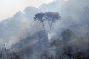 skog och buske brand i sicilien foto