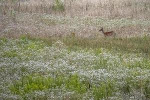 träda rådjur på grön skog bakgrund foto