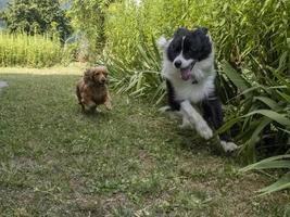 ung gräns collie hund spelar med engelsk cockerspaniel spaniel foto