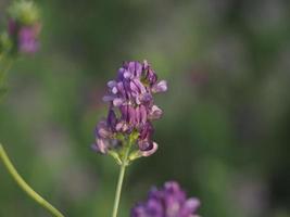 blålusern växt blomma detalj foto