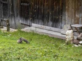 murmeldjur groundhog spelar utanför trä- hydda foto