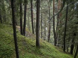 löpning på zipline i de skog foto