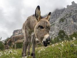 åsna i dolomiter panorama bakgrund foto