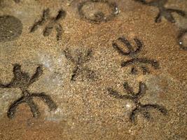 nuragisk sten ålder gammal petroglyphs run- skrifter inuti hav oxar grottor sardinien foto