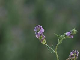 blålusern växt blomma detalj foto