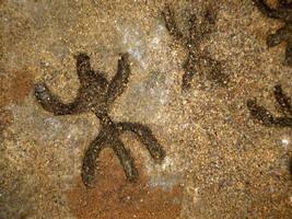 nuragisk sten ålder gammal petroglyphs run- skrifter inuti hav oxar grottor sardinien foto