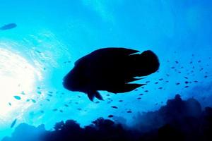 napoleon fisk under vattnet porträtt stänga upp i maldiverna foto