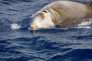 sällsynt cuvier gås näbbade val delfin ziphius cavirostris foto