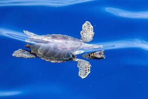 bebis nyfödd caretta sköldpadda nära hav yta för andas foto