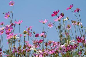 skön kosmos blommor blomning i de Sol blå himmel bakgrund foto