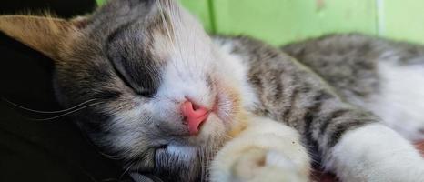 porträtt av en sovande randig katt foto